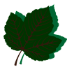 An Avatar Image