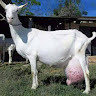 An Avatar Image